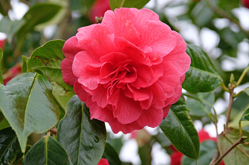 Red pink double Camellia japonica 'Harold L. Paige'  in flower.