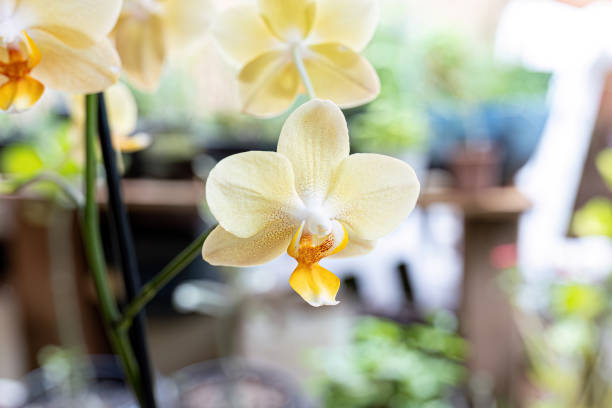 Orchid Flowering Plant of the Family Orchidaceae