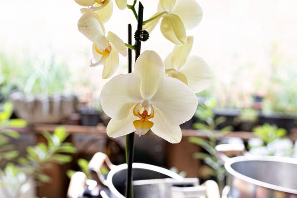 Orchid Flowering Plant of the Family Orchidaceae