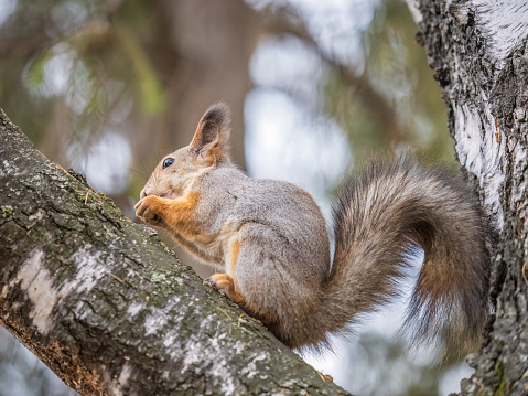 The squirrel with nut sits on tree in the autumn. Eurasian red squirrel, Sciurus vulgaris. Portrait of a squirrel in winter.