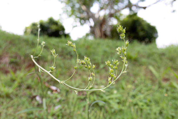 istock Small Flowers of a Plant 2102480453