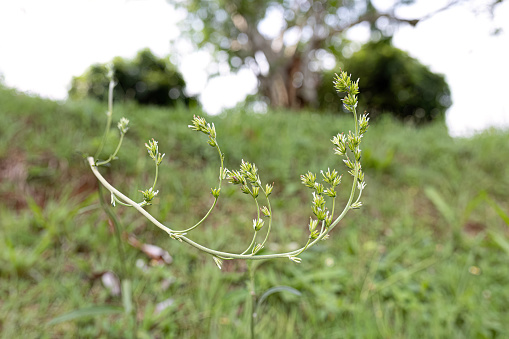 Small Flowers of a Plant of the Order Poales
