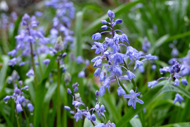 istock Blue Scilla bifolia, the alpine squill or two leaf squill in flower. 2102480463