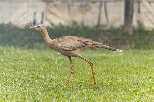 Red Legged Seriema Animal of the species Cariama cristata