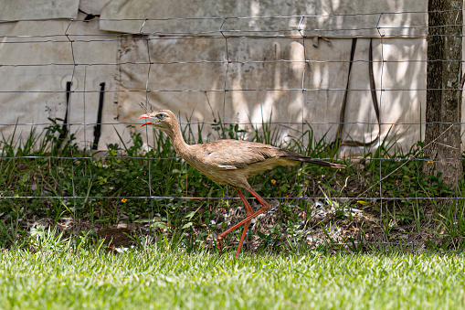 Red Legged Seriema Animal of the species Cariama cristata