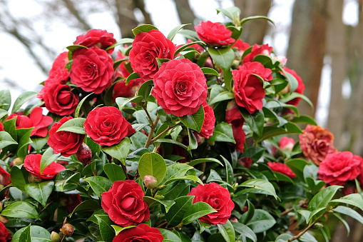 Red double Camellia japonica 'Black Tie' in flower.