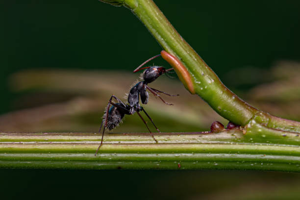 istock Carpenter Ant eating on the extrafloral nectary 2102494853