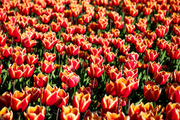 red tulip flower field with colorful natural background. spring.