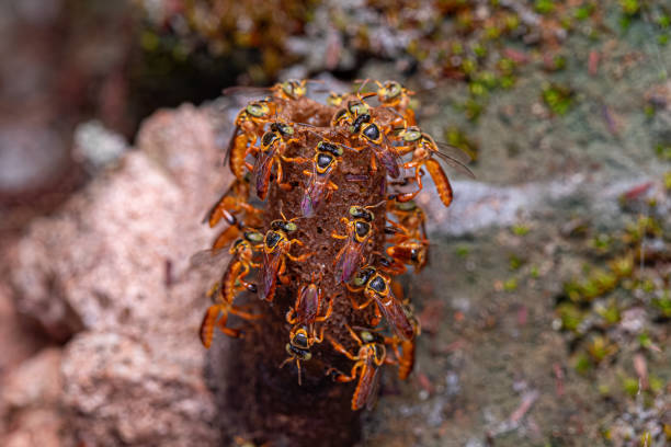 Paper wasp in defence attitude