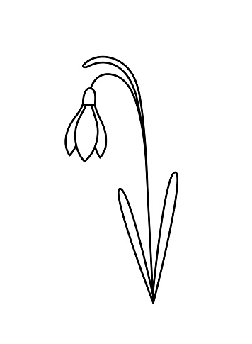 Snowdrop. Galanthus bud with leaves. Hand drawn sketch icon of spring flower. Isolated vector illustration in doodle line style.