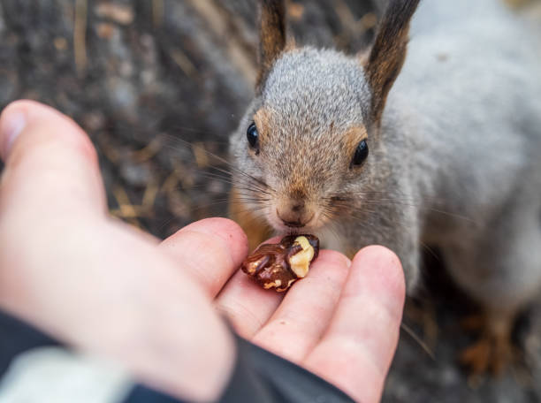 A squirrel in the autumn eats nuts from a human hand. Eurasian red squirrel, Sciurus vulgaris