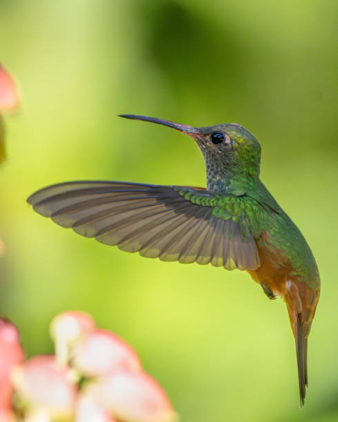 istock hummingbird flying with a green background 2102520751