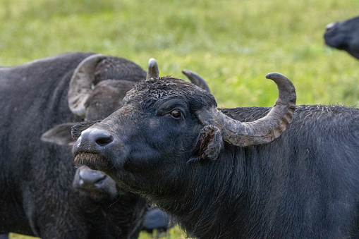 buffaloes grazing in a green field