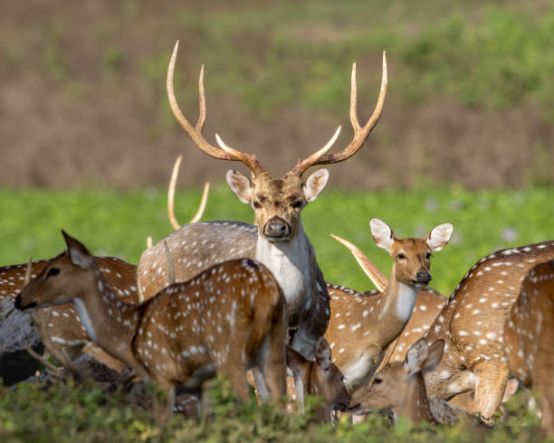 istock deer in savannah with green background 2102528786