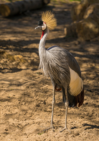 This image shows a majestic East African Crowned Crane (Balearica regulorum) bird standing proud in it's natural environment.