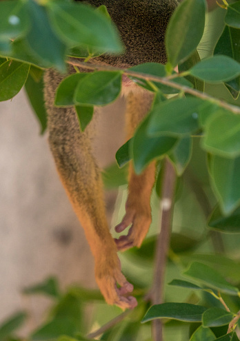 This image shows a close up view of squirrel monkey hands dangling down from a tree.