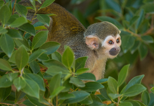 This image shows a side view of a squirrel monkey hiding in the treetops, alert and looking at it's surroundings.