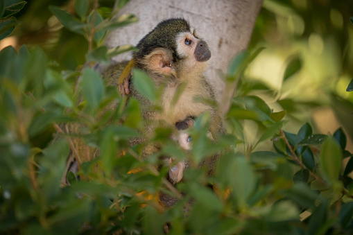 This image shows curious squirrel monkey looking up to the sky.