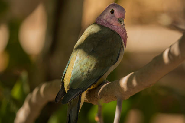 This image shows a perched Pink-headed Fruit Dove (Ptilinopus porphyreus) bird on a branch, dappled with sunlight.
