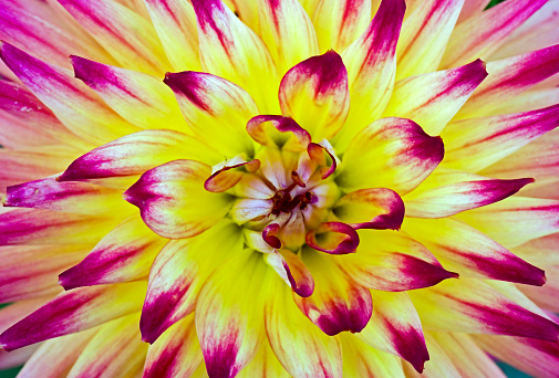 Close up view of a dahlia flower