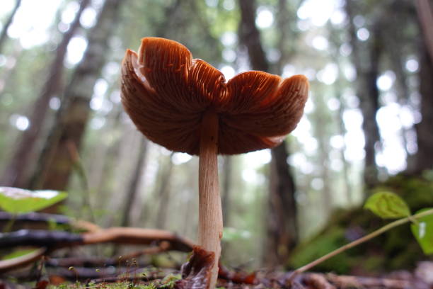A mushroom appears to dominate the forest with a low angle of view