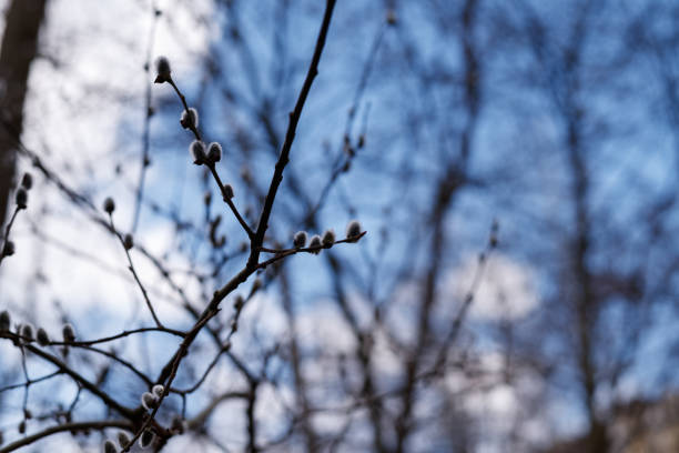 Closeup of willow buds against blue sky, tree in spring