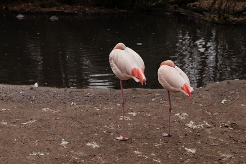 Pink flamingo in zoo, beautiful bird, animal wild life