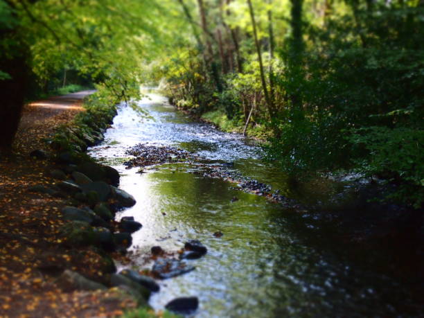 Peaceful walking track alonside a little creek in Kilarney, Ireland
