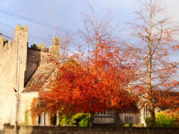 istock Trees of Ireland 2102571573