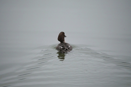 An isolated duck swimming in the waters of Cowichan Bay on Vancouver Island in British Columbia, Canada.