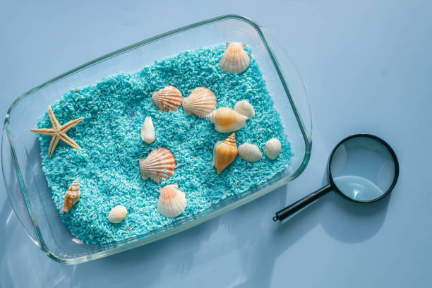 istock A child studies sand and shells, an idea for an activity with a child 2102594825