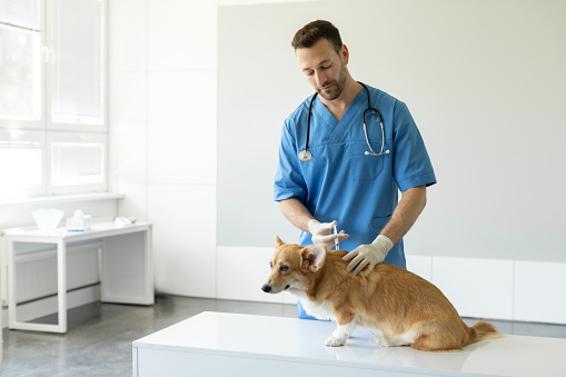 Cute pembroke welsh corgi dog getting injection with vaccine during appointment in veterinary clinic, man veterinarian in uniform making an injection to pet, free space