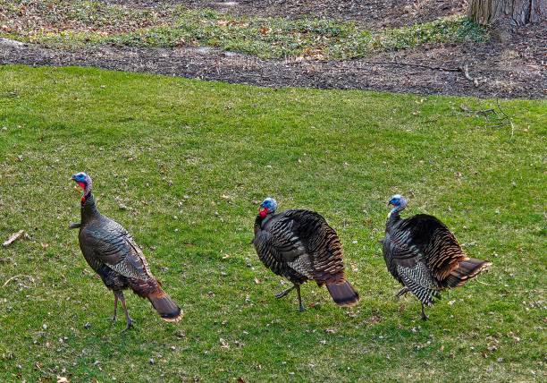 Overhead view of wild turkeys on green grass
