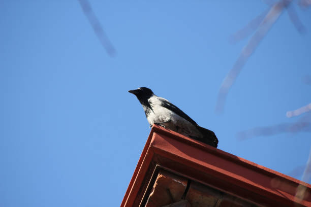 A black crow watching over the hood from the roof