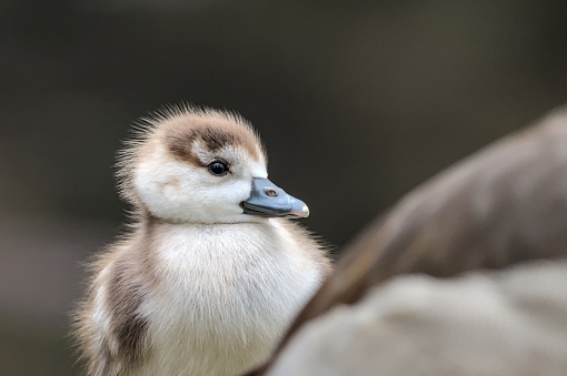 Portrait of a cute fledgling of an egyptian goose