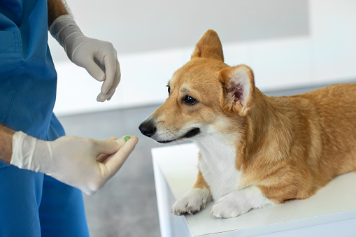 Male veterinarian doctor giving a pill to pembroke welsh corgi dog during checkup in vet clinic, closeup shot