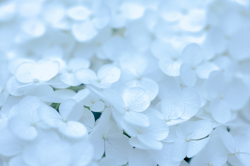 Close up of white hydrangea