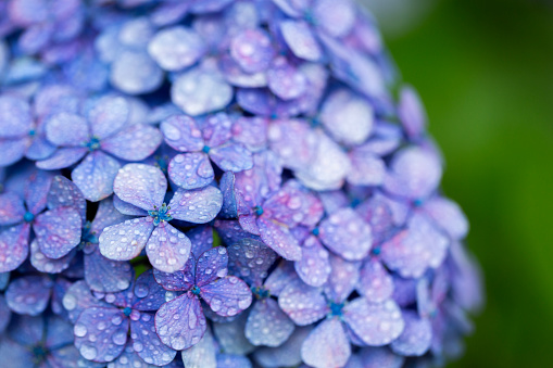 Close up of purple and blue hydrangea