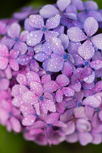 macro close up of purple dahlia