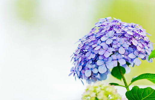 Close up of blue hydrangea with copy space