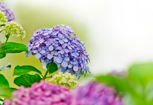 Close up of Purple And Blue Hydrangea