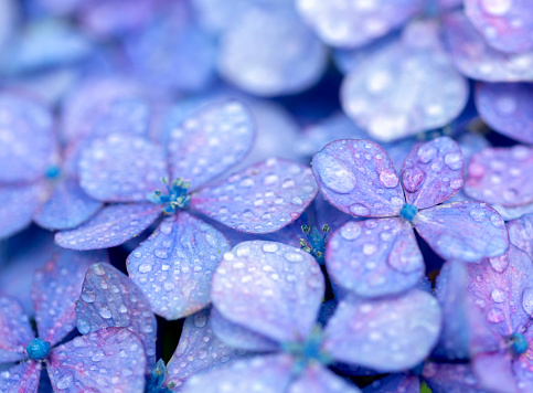 Close up of blue hydrangea