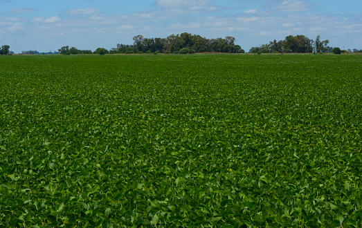 extensive soybean plantation in the Argentine countryside