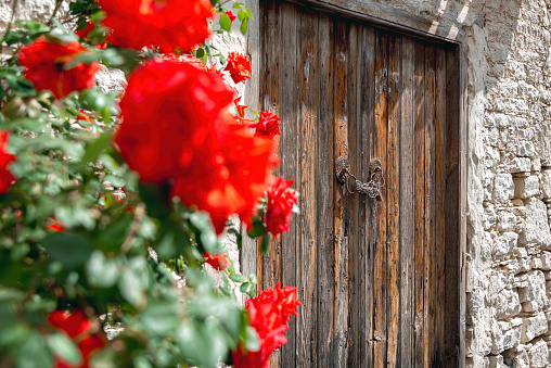 Old wooden door and Bush Roses at Laneia (Lania) village. Limassol District, Cyprus