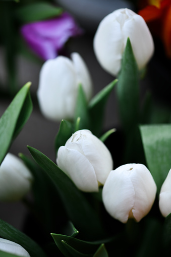 White Roses Before Blooming