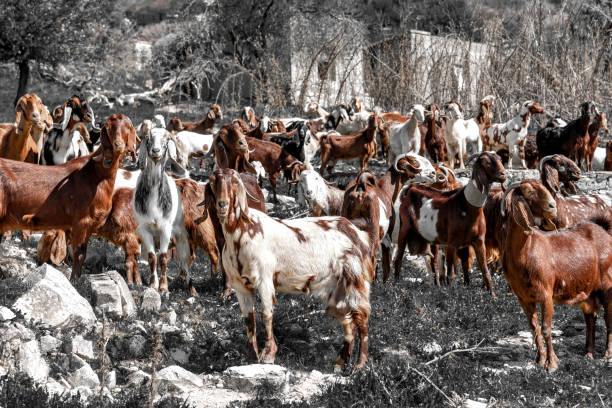 Goat herd in rural area of Cyprus