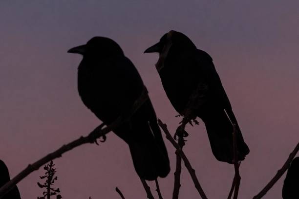 istock American crows seen in silhouette as they gather and feed at sunset 2102685785