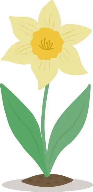Vector illustration of The narcissus flower is highlighted on a white background. Vector bright artistic illustration. Easter illustration.