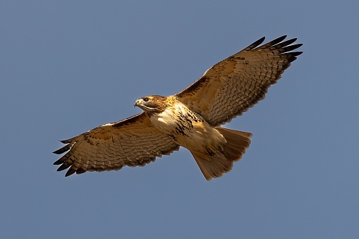 This crisp bird of prey soars almost directly overhead while looking for a meal.