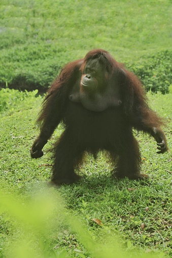 an orangutan standing on the grass as if dancing